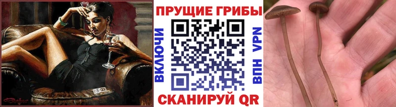 Псилоцибиновые грибы Magic Shrooms  Благодарный 